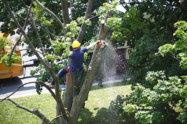 Lawn Watering Services in New Brighton, MN