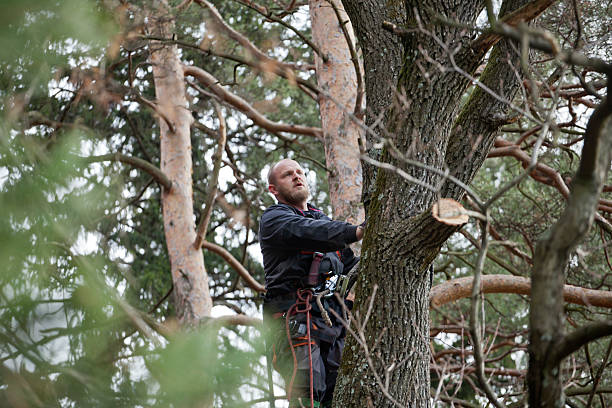 Trusted New Brighton, MN Tree Removal Services Experts